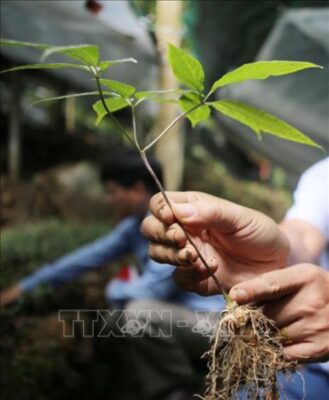 Sâm rừng Lai Châu