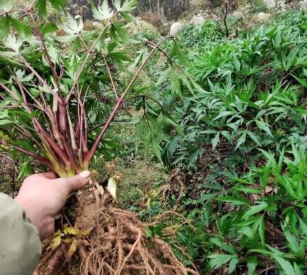 Cách sử dụng sâm đương quy ngâm mật ong
