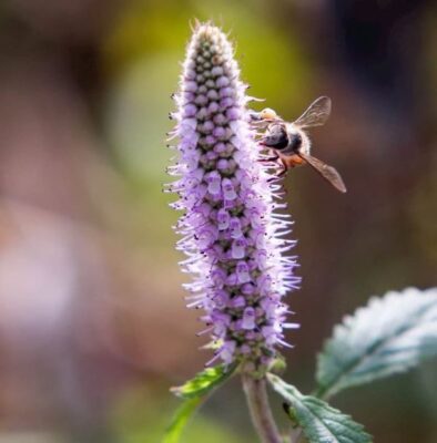 Tác dụng của mật ong bạc hà