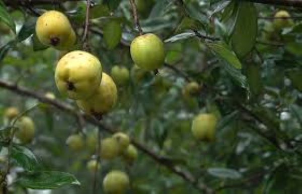 Quả táo mèo có ăn được không