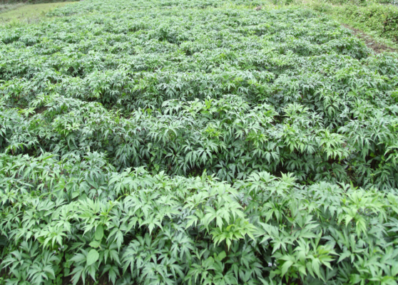 Tác dụng của Sâm đương quy ngâm mật ong