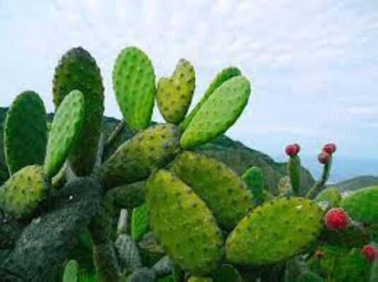 Tổng hợp 16 cây thuốc nam trị đau dạ dày