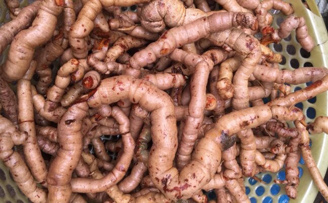 Cách ngâm rượu ba kích tươi tại nhà