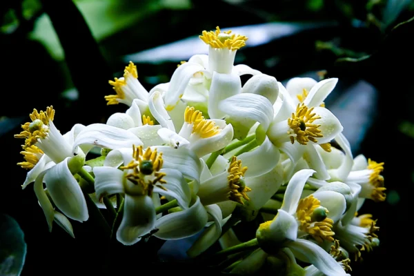 Công dụng của hoa bưởi ngâm mật ong