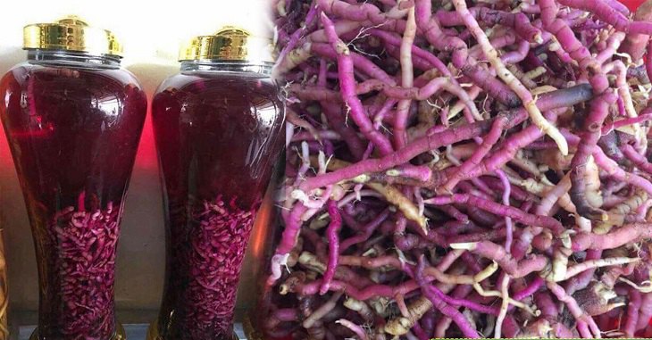 Rễ cây ba kích và một số tác dụng