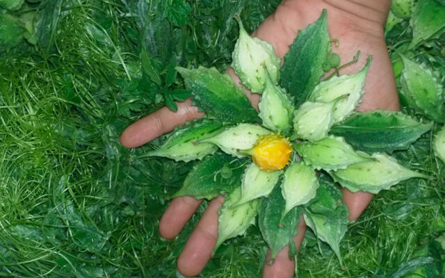 Tác dụng của mướp đắng khô rừng Tây Bắc