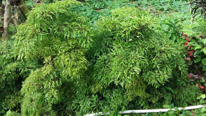 Có nên dùng lá đinh lăng chữa mất ngủ?