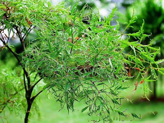 Có nên uống nước lá đinh lăng hàng ngày không