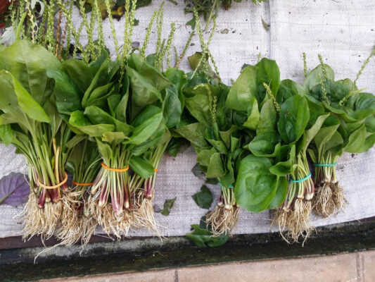 Sự thật về cây mã đề hỗ trợ điều trị chứng tiêu chảy