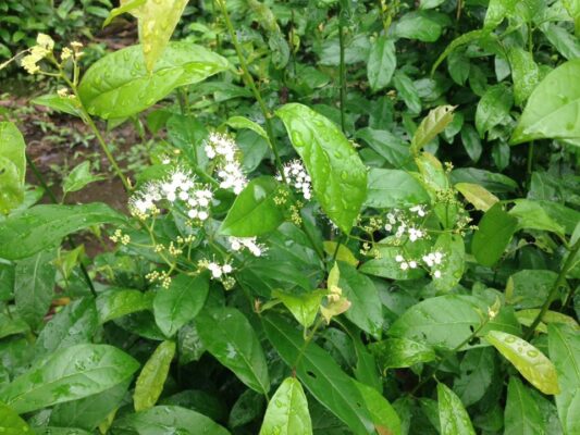 Tác dụng chữa bệnh của lá xạ đen - loại thảo dược quý