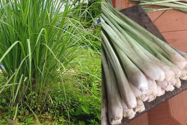 Công dụng của củ Sả