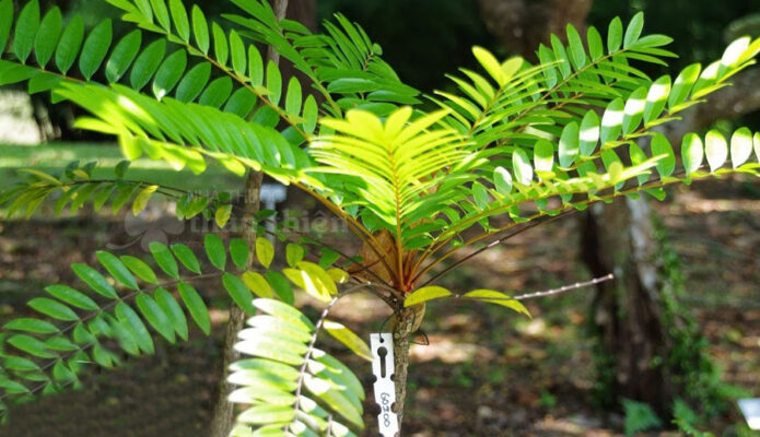 Cây mật nhân có tác dụng gì