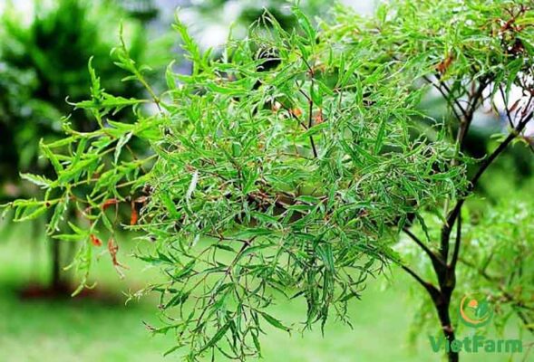 Đinh lăng ngâm rượu và cách sử dụng