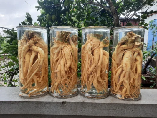 Củ đinh lăng có tác dụng gì?