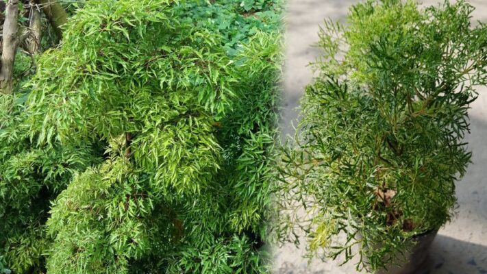 Thân cây đinh lăng nấu nước uống được không?