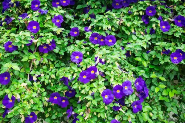 Tác dụng của hoa đậu biếc là gì?