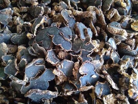 Gừng đen là gì và công dụng của gừng đen