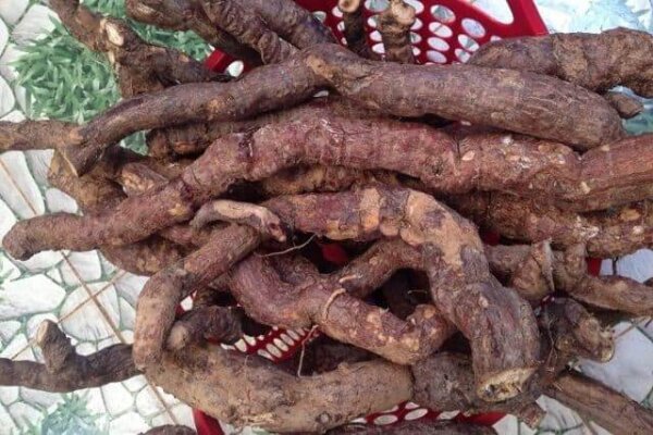 Hà thủ ô có phải là một loại dược liệu đắt đỏ?