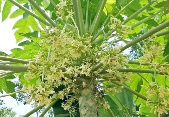 Hoa đu đủ đực ngâm mật ong để được bao lâu