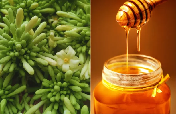 Công dụng trong việc hỗ trợ điều trị ung thư.