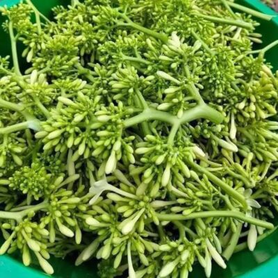 Một số bài thuốc trị ho từ hoa đu đủ đực