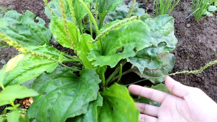 Cây mã đề hỗ trợ điều trị cao huyết áp