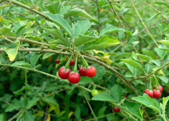 Uống cà gai leo tươi có tốt không