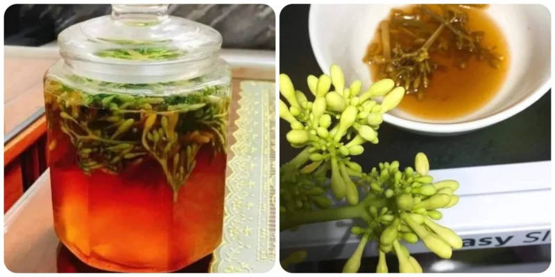 Công dụng của mật ong ngâm hoa đu đủ đực