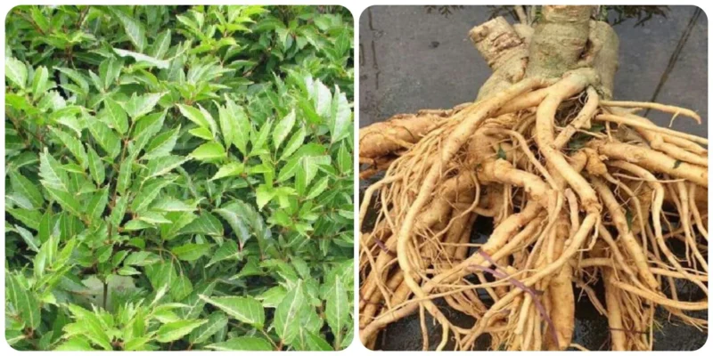 Tác hại của cây đinh lăng ít người biết