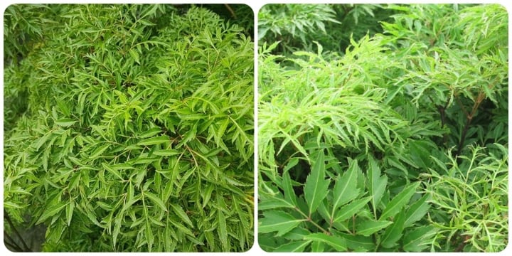 Những lưu ý khi sử dụng lá đinh lăng để chữa bệnh