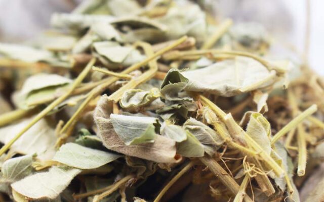 Một số bài thuốc chữa bệnh từ kim tiền thảo