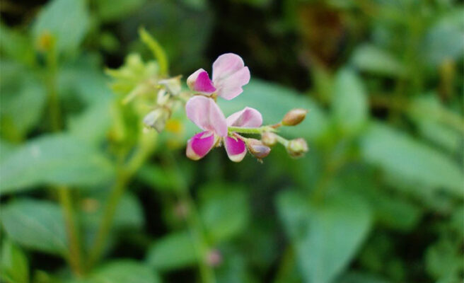 Có nên uống nhiều kim tiền thảo không?