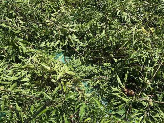 Người đau dạ dày có uống được lá đinh lăng không?