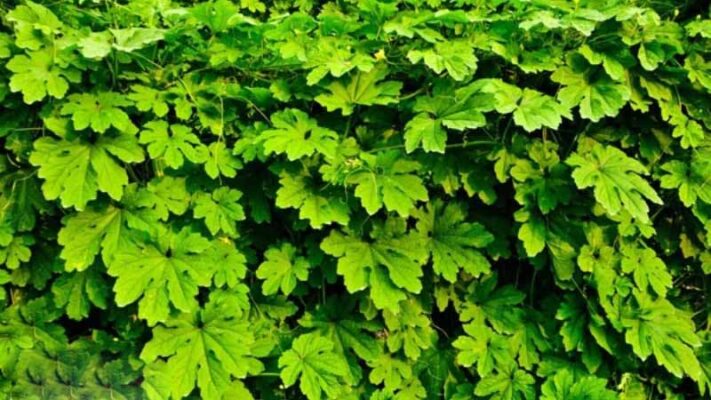 Tác dụng tuyệt vời của lá khổ qua rừng