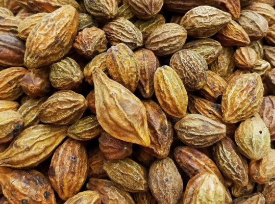 Cách ngâm quả kha tử với mật ong để trị ho