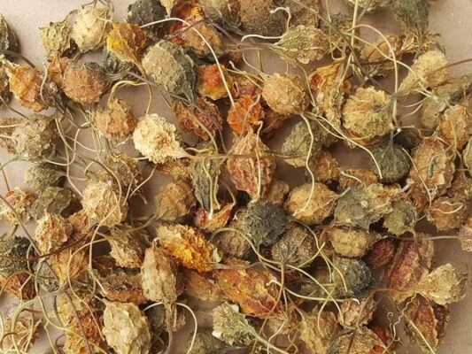 Mướp đắng khô có tác dụng gì