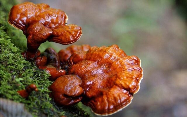 Tác dụng của nấm linh chi - Sức khỏe và sự phát triển bền vững