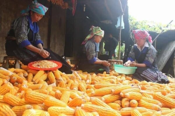 Rượu ngô Hà Giang - đặc sản vùng cao nguyên đá