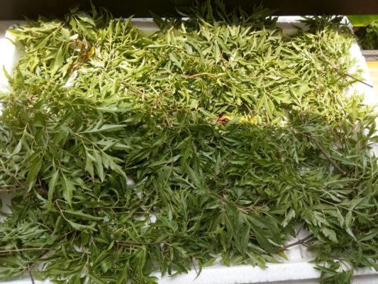 Lá đinh lăng phơi khô có tác dụng gì?