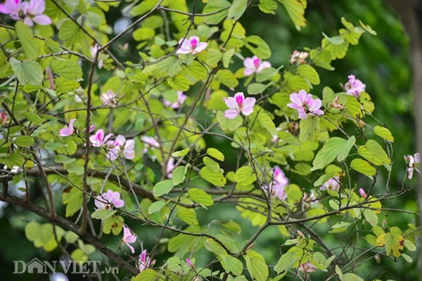 Những địa điểm ngắm hoa ban Tây Bắc