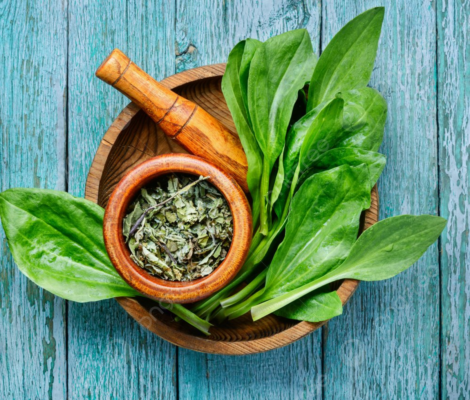 Bài thuốc chữa bệnh từ cây mã đề bạn biết chưa