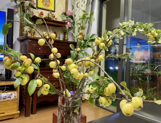 Phụ nữ mang bầu có ăn được táo mèo không?