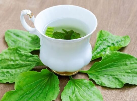 Mã đề có tác dụng lợi tiểu hay không