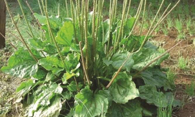 Cây mã đề hỗ trợ điều trị cao huyết áp