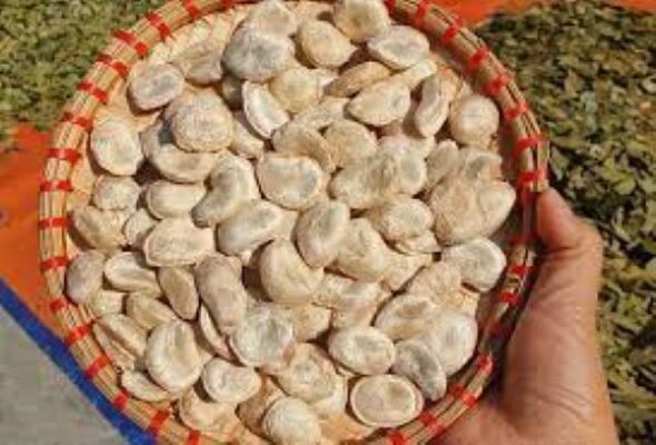 Cách sử dụng hạt Sang chữa bệnh