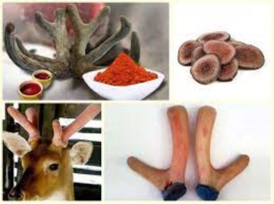 Nhung hươu có tác dụng chữa bệnh gì? Nhung hươu có tác dụng chữa bệnh gì?