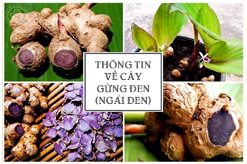 Tinh bột gừng đen