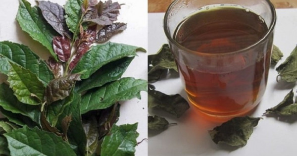 Tác dụng của lá xạ đen đối với sức khỏe