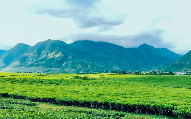 bỏ túi kinh nghiệm du lịch đồi chè Tân Uyên Lai Châu