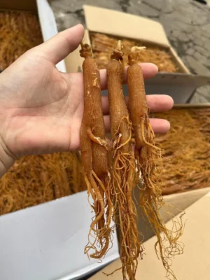 Lưu ý khi sử dụng hồng sâm sấy dẻo